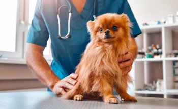 Clínica Veterinaria Manoteras