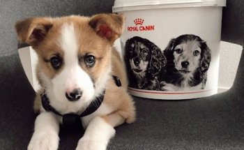 Clínica Veterinaria Patraix