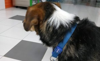 Clínica Veterinaria Don Can