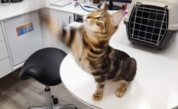 Clínica veterinaria KINKAJÚ