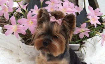 Clínica Veterinaria Díaz de la Cebosa