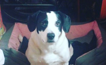 Centro Veterinario Kissy