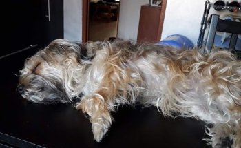 Centro Veterinario Sant Martí