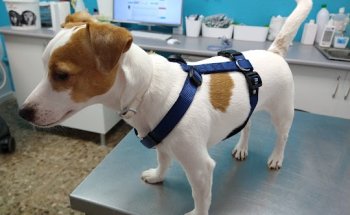 Clínica Veterinària Vetmar