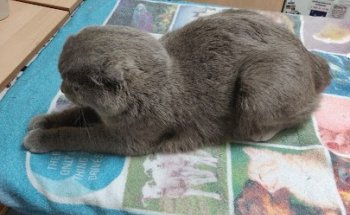 Ascao Clínica Veterinaria