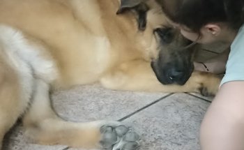 Centro Veterinario Alcalá Norte