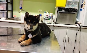 Centro Veterinario DON CANITO