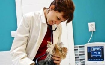 Clínica veterinaria Dcontreras en Vallecas