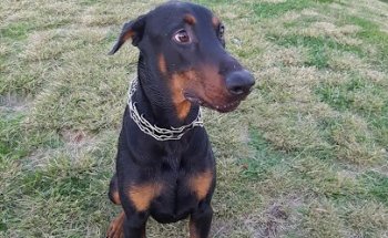 Clínica veterinaria Rafael Alberti