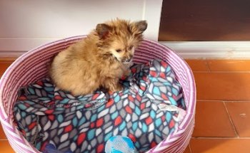 CENTRO VETERINARIO TÍSCAR