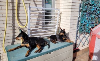 Clínica Veterinaria Jurado Giannini