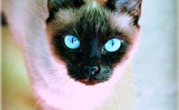 Clínica Veterinaria Alazores