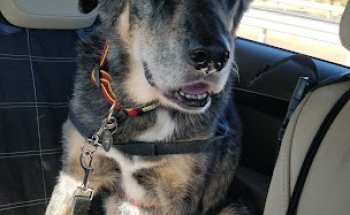 Clínica Veterinaria Alamillo