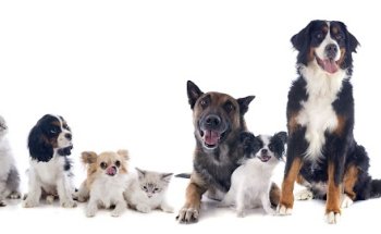 Auxiliar de Veterinaria