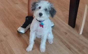 Centro Veterinario Peluchitos Al Este