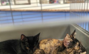 Sociedad Protectora De Animales Y Plantas De Sevilla