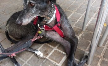 Clínica Veterinaria Ruzafa