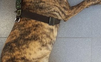 Clínica Veterinaria San Miguel