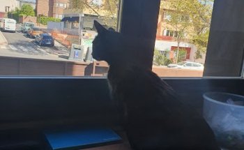 Centro Veterinario Conde de Orgaz