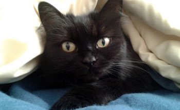 Clinica Veterinaria Los Molinos