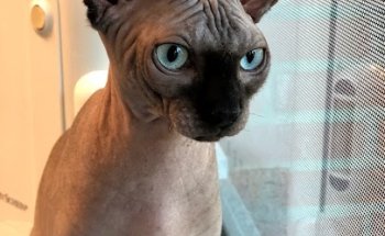 Clínica Veterinaria Dana