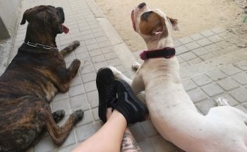 Centro Veterinario Virgen del Castañar