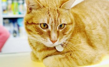 San José Veterinaris