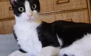 Karibuni Veterinària