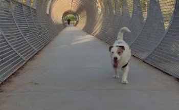 Centro Veterinario Almogávares