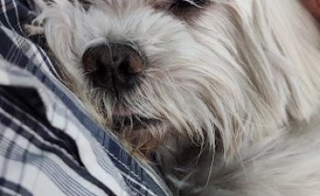 Clínica Veterinaria Tetuán