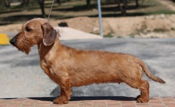 CENTRO VETERINARIO AMAZONAS