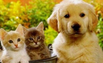 Clínica Veterinaria Ecovet Vallecas Villa