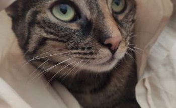 Clínica Veterinaria Gamusinos