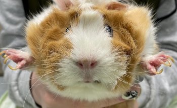 CENTRO VETERINARIO GREEN DOG-VILLAVERDE