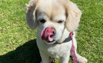 Centre Veterinari Na Jordana