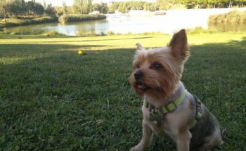 Clínica Veterinaria Campamento