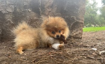 Martín José Molina Jiménez Y Otros Cdad