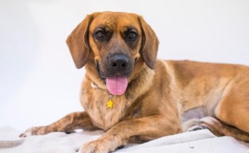 Clínica Veterinaria Doctor Waksman