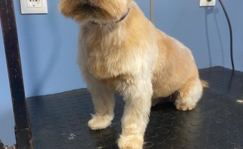 Nudos Peluquería Canina