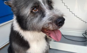 Nudos Peluquería Canina