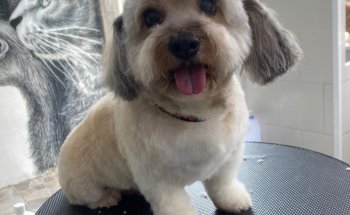 Nudos Peluquería Canina