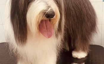 Nudos Peluquería Canina