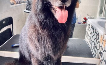 Nudos Peluquería Canina