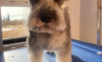 Nudos Peluquería Canina