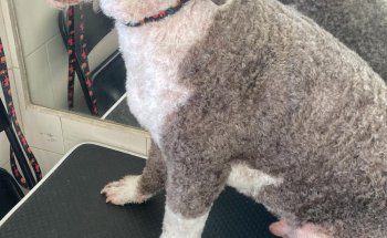 Nudos Peluquería Canina