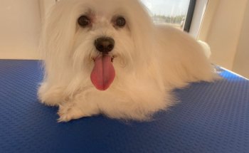 Nudos Peluquería Canina