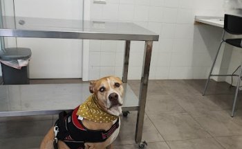 Consultorio Veterinario Exòtics i Més