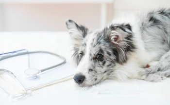 Clínica veterinaria La Vileta