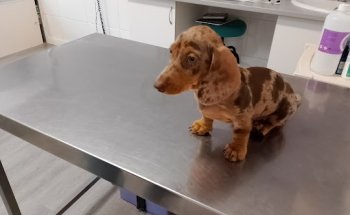 Clinica Veterinaria Tombola