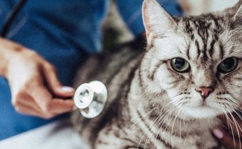 Policlínica Veterinaria Avenida del Puerto (12 horas)